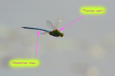 Le mâle de l’anax empereur se reconnait à son thorax vert et à son abdomen bleu.