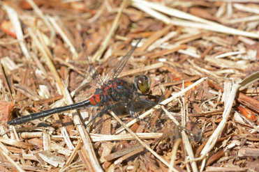Le mâle de la leucorrhine glaciale a le thorax rouge et noir. Les segments S1 et S2 de son abdomen sont rouges.