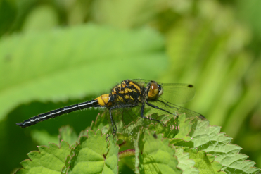Le thorax de la femelle de la leucorrhine glaciale est jaune et noir.