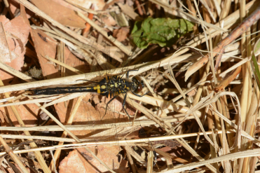 La femelle de Leucorrhinia glacialis a l’abdomen noir marqué de fines taches jaunes de S4 à S7.