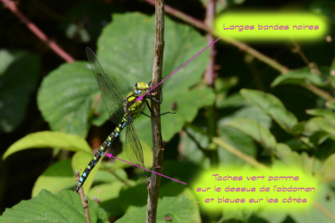 Mâle d’aeschne bleu. On remarquera le thorax vert pomme à larges bandes noires et les taches vertes et bleues sur l’abdomen.