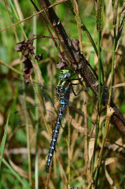 Le mâle de l’aeschne constrictor est de couleur bleue, la femelle de couleur verte à jaune.
