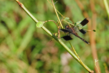 Le mâle de l’erythrodiplax ombré possède des taches noires sur ses ailes antérieures et postérieures.