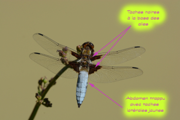 Le mâle de la libellule déprimée a un abdomen trappu de couleur bleu orné de points jaunes latéraux.