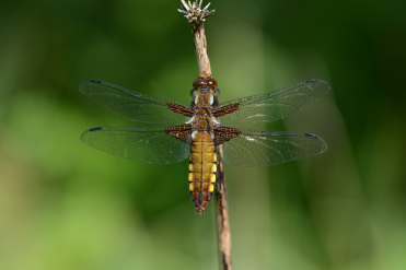 La libellule déprimée femelle a un abdomen brun. On notera la présence de taches foncées à la base des ailes des deux sexes.