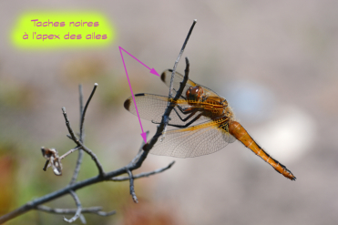 La libellule fauve femelle a l’apex des ailes sombres. Certains mâles aussi.