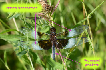 L’abdomen du mâle de la libellule mélancolique possède une pruinosité grisâtre. On remarquera aussi les taches blanchâtres sur les ailes.