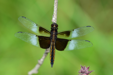 Mâle immature. Taches blanchâtres sur les ailes et abdomen noir avec ligne jaune latérale.