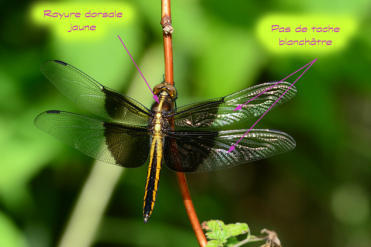Contrairement au mâle, la femelle n’a pas de tache blanchâtre sur les ailes. On notera aussi la rayure dorsale jaune sur le dessus de son thorax.