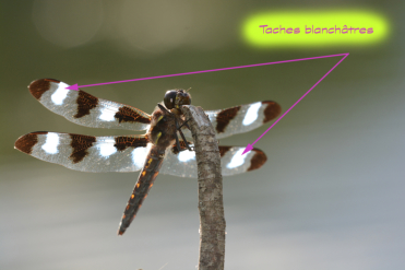 Le mâle de la libellule gracieuse a des taches blanchâtres sur ses ailes.