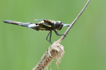 Les bandes thoraciques jaunes du mâle de la libellule gracieuse s’obscurcissent avec l’âge.