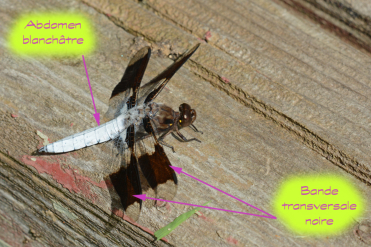 Le mâle de la libellule lydienne a l’abdomen blanchâtre. On notera la présence d’une large bande noire sur chaque aile.