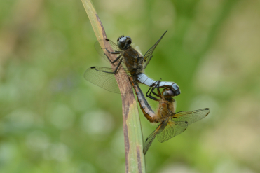 Accouplement de libellules fauves. Mâle à gauche, femelle à droite.