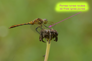 L’abdomen et le thorax de la femelle du sympétrum rubigineux sont jaune-vert. On notera les pattes noires à fines rayures jaunes.