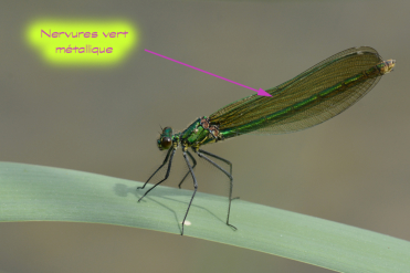 Le corps de la femelle du caloptéryx éclatant est vert métallique. Ses ailes sont légèrement ambrées et possèdent des nervures vert métallique.