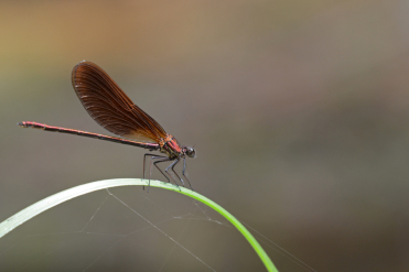 Le mâle du caloptéryx hémorroïdal est de couleur brun rouge cuivré à brun violet métallique.