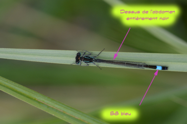 Le dessus de l’abdomen du mâle d’Ischnura elegans est noir avec S8 entièrement bleu.