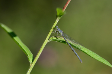 Le corps de la femelle de l’agrion vertical se couvre d’une pruinosité bleue avec l’âge.