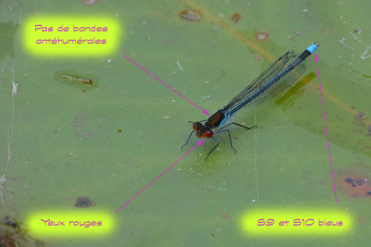 Le mâle de la naïade aux yeux rouges a le thorax et les segments 9 et 10 de l’abdomen bleus. On notera l’absence de bandes antéhumérales.