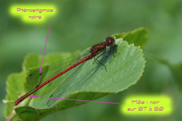 Le mâle de la nymphe au corps de feu est de couleur rouge avec du noir sur l’abdomen de S7 à S9. Noter aussi la couleur noire des ptérostigmas.