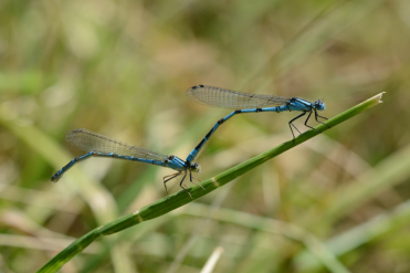 Accouplement avec une femelle de forme bleue (à gauche).