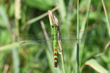 La femelle et les immatures de l’érythème des étangs ont l’abdomen vert avec des marques rectangulaires noires de S4 à S7. Les segments S8 et S9 sont entièrement noirs.
