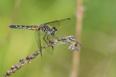 La libellule véloce ou pachydiplax est le seul représentant de son genre. La femelle et les immatures sont identiques.