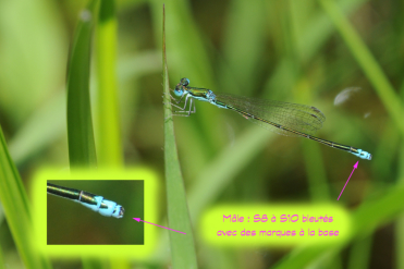 On remarquera les petites taches à la base des segments bleutés de l’abdomen de S8 à S10 chez le mâle de Nehalennia irene.