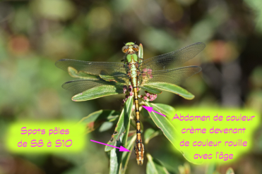 Le thorax vert brillant et l’abdomen de couleur crème devenant couleur rouille avec l’âge sont distinctifs chez l’ophiogomphe roussâtre. Ici un mâle.