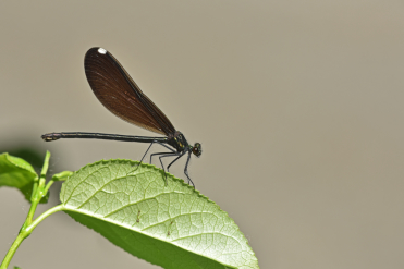 La femelle du caloptéryx bistré possède un ptérostigma blanc sur chaque aile contrairement au mâle qui n’en a pas.